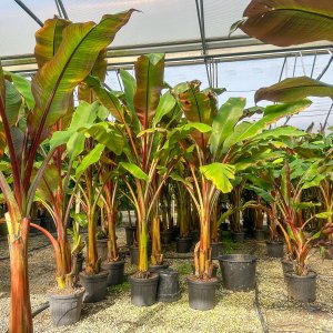  Banánovník habešský (Ensete ventricosum) ´MAURELII´ - výška 180-200 cm, kont. C30L (-5°C)